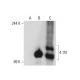 4.1N Antibody (4) - Western Blotting - Image 70547 