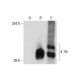4.1N Antibody (4) - Western Blotting - Image 70549