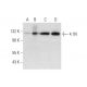 4.1N Antibody (H-1) - Western Blotting - Image 323798 