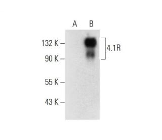 4.1R Antibody (A-4) - Western Blotting - Image 311984