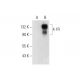 4.1R Antibody (A-4) - Western Blotting - Image 311984