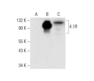 4.1R Antibody (D-11) - Western Blotting - Image 318350 