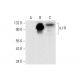 4.1R Antibody (D-11) - Western Blotting - Image 318350 