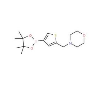 4-[4-(4,4,5,5-Tetramethyl-1,3,2-dioxaborolan-2-yl)thien-2-ylmethyl]morpholine (CAS 364794-85-4) - chemical structure image
