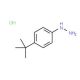 4-tert-Butylphenylhydrazine hydrochloride (CAS 128231-55-0) - chemical structure image