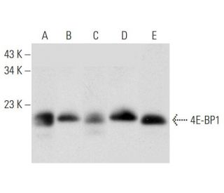 4E-BP1 Antibody (D-10) - Western Blotting - Image 314551 
