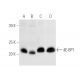 western blotting image from recommended 4E-BP1 (P-1) monoclonal antibody replacement. Image 3488