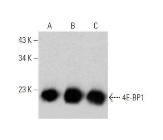 4E-BP1 Antibody (D-10) - Western Blotting - Image 353447