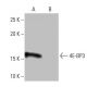 4E-BP3 Antibody (4-RY9) - Western Blotting - Image 64800