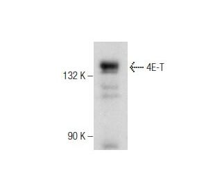 4E-T Antibody (2314C3a) - Western Blotting - Image 260734 