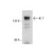 4E-T Antibody (2314C3a) - Western Blotting - Image 260734 