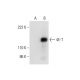 4E-T Antibody (B-3) - Western Blotting - Image 297976