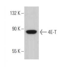 4E-T Antibody (E-4) - Western Blotting - Image 368701 