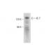 western blotting image from recommended 4E-T (B-3) monoclonal antibody replacement. Image 344627