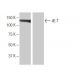 4E-T Antibody (Y-2D28) - Western Blotting - Image 64801