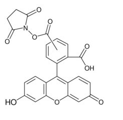 5(6)-Carboxyfluorescein N-hydroxysuccinimide ester | CAS 117548-22