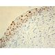 5-LO Antibody (A-9) - Immunohistochemistry - Image 411480 