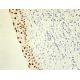 5-LO Antibody (B-3) - Immunohistochemistry - Image 411479 