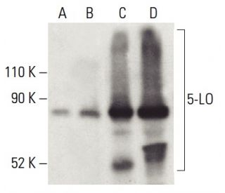 5-LO Antibody (B-3) - Western Blotting - Image 399513 