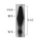 5-LO Antibody (B-3) - Western Blotting - Image 399511