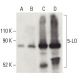 5-LO Antibody (B-3) - Western Blotting - Image 399513 