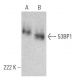 western blotting image from recommended 53BP1 (E-10) monoclonal antibody replacement. Image 368579