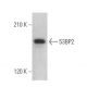 53BP2 Antibody (DX54.10) - Western Blotting - Image 358893 