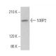 53BP2 Antibody (DX54.10) - Western Blotting - Image 374195