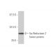 5α-Reductase 2 Antibody (1F4) - Western Blotting - Image 348854
