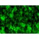 8-OHdG Antibody (E-8) - Immunofluorescence - Image 298532