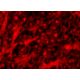 8-OHdG Antibody (F-12) - Immunofluorescence - Image 298531
