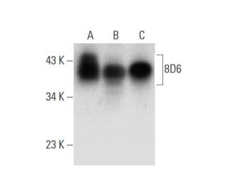 8D6 Antibody (F-12) - Western Blotting - Image 299077 