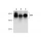 8D6 Antibody (F-12) - Western Blotting - Image 299077 
