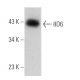 8D6 Antibody (F-12) - Western Blotting - Image 372908