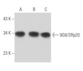 9G8/SRp20 Antibody (G-3) - Western Blotting - Image 356679 