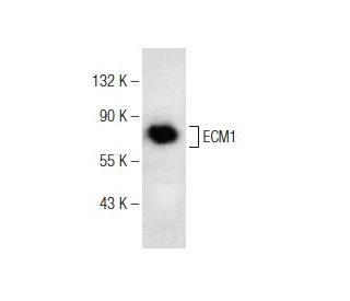 ECM1 Antibody (C-12) - Western Blotting - Image 146383 