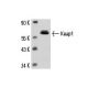 Keap1 (E-20): sc-15246. Western blot analysis of Keap1 expression in A-673 whole cell lysate.