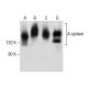 western blotting image from recommended Adenylate cyclase/ADCY (C-5) monoclonal antibody replacement. Image 282569