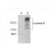 Adenylate cyclase 3/AC3/ADCY3 Antibody (C-5) - Western Blotting - Image 393021