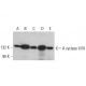western blotting image from recommended Adenylate cyclase 5/6/ADCY5/ADCY6 (B-6) monoclonal antibody replacement. Image 381426