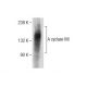 A cyclase VIII Antibody (B-4) - Western Blotting - Image 284508