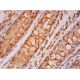 A cyclase VIII Antibody (B-6) - Immunohistochemistry - Image 293402