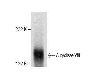 A cyclase VIII Antibody (B-6) - Western Blotting - Image 283477 