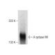 western blotting image from recommended Adenylate cyclase 8/AC8/ADCY8 (B-6) monoclonal antibody replacement. Image 283477