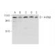 A-Myb Antibody (D-12) - Western Blotting - Image 326539