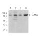 A-Myb Antibody (D-12) - Western Blotting - Image 372557 