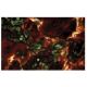 A-Raf Antibody (1) - Immunofluorescence - Image 60541