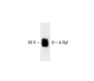 A-Raf Antibody (1) - Western Blotting - Image 60226 
