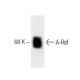 A-Raf Antibody (1) - Western Blotting - Image 60226 