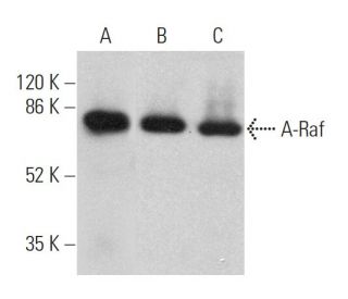western blotting image from recommended A-Raf (A-5) monoclonal antibody replacement. Image 359784